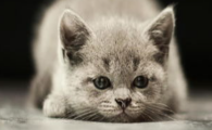 猫咪习惯性快速吃完就躲,是进食安全感缺失吗?