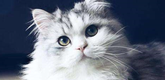 一年四季不停打喷嚏,猫咪也会患上过敏性鼻炎吗? 一年四季不停打喷嚏,猫咪也会患上过敏性鼻炎吗?