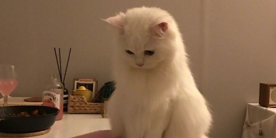 猫咪频繁泪痕严重，真的只是单纯流泪问题吗？