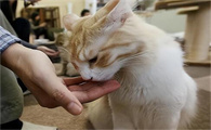 猫咪拉血黏液怎么办
