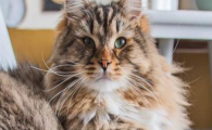 猫咪频繁用牙蹭嘴唇边缘,是口唇轻微口角炎吗?