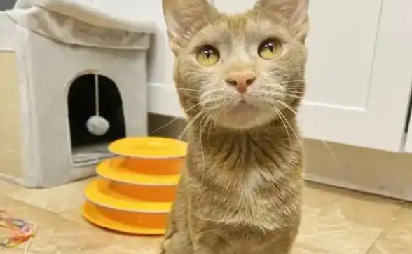 猫咪体重过轻不长肉是什么原因？