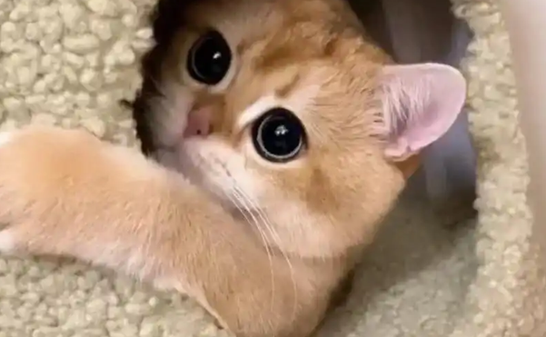 猫咪走路瘸但是能跑能跳怎么回事 猫咪走路瘸但是能跑能跳怎么回事