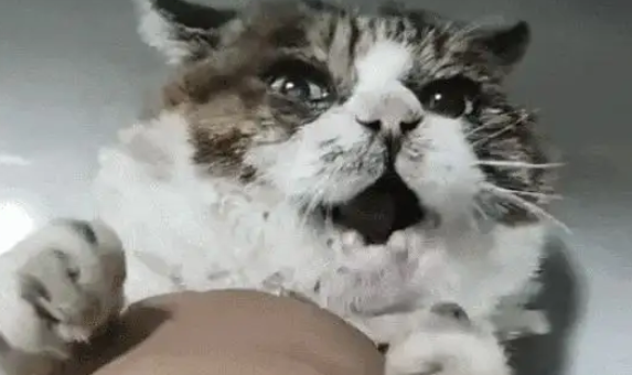 被23岁老猫狂咬,主人不生气反而感动泪崩 被23岁老猫狂咬,主人不生气反而感动泪崩