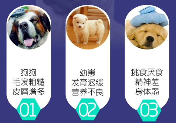 孕期母犬补营养选巴迪宠物维生素好吗？和普通多维区别在哪？