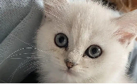 奶猫拉稀是不是等死了