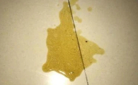 猫咪肚子一抽一抽的吐黄水是什么原因