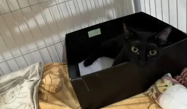 黑猫从监控里消失,把主人吓出一身冷汗 黑猫从监控里消失,把主人吓出一身冷汗