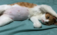 猫咪肚子鼓胀硬是什么问题?