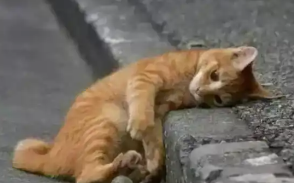 女子救猫反陷连环套,男子借“救助流浪猫”诈骗近10万元 女子救猫反陷连环套,男子借“救助流浪猫”诈骗近10万元