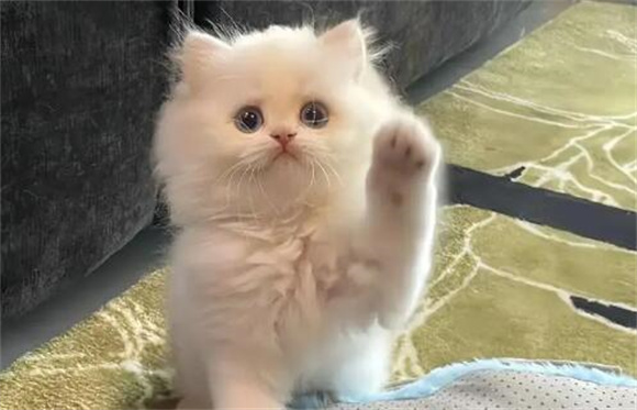 小猫打喷嚏吐泡泡怎么办