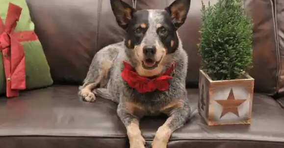 天生的护牛犬，澳大利亚牧牛犬，你了解吗