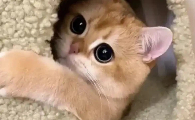 猫咪走路瘸但是能跑能跳怎么回事