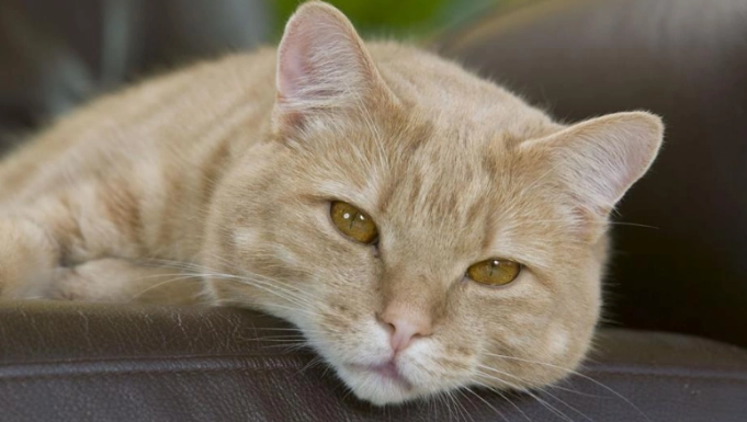 猫咪皮肤瘙痒怎么缓解 猫咪皮肤瘙痒怎么缓解