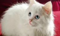 警惕!猫咪指甲脆弱易断,大概率是甲营养不良