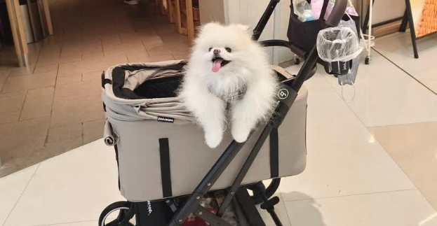 BEBEROAD宠物推车怎么样 BEBEROAD宠物推车怎么样