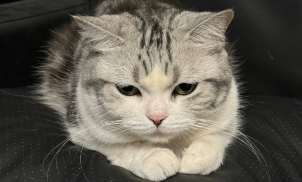 猫一到冷天就拉肚子怎么办? 猫一到冷天就拉肚子怎么办?