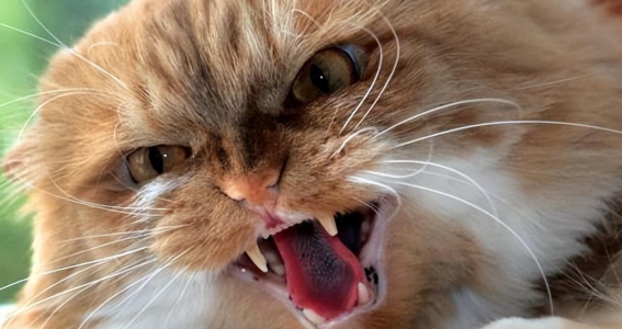 猫咪感染狂犬病会有哪些表现