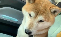 狗狗精神好就是不吃饭怎么回事