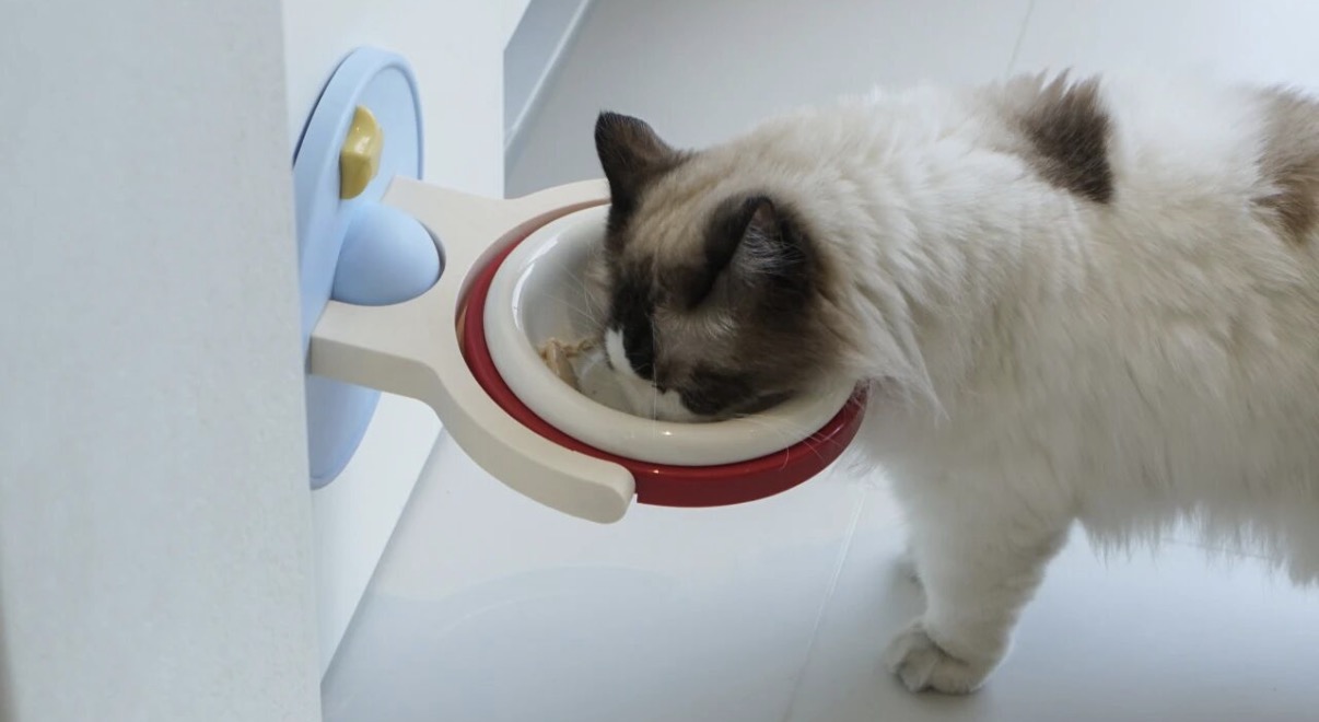 派乐屋猫碗可以用洗洁精洗吗 派乐屋猫碗可以用洗洁精洗吗