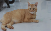 猫咪膀胱炎频繁排尿如何调理