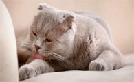 猫咪皮肤油腻怎么改善