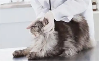 皇家携手篮球明星鼓励带猫进行兽医检查