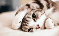 猫咪频繁食欲忽好忽坏，是慢性慢性胃炎导致的吗？