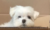 狗狗换季频繁低温软便,是否可以通过日常调理彻底改善?