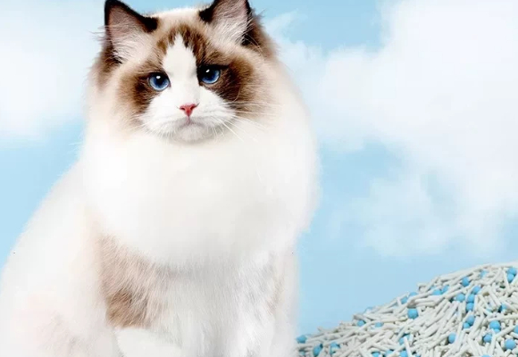 猫砂除臭哪个牌子好?多宠家庭“空气清新战”全靠西西酱 猫砂除臭哪个牌子好?多宠家庭“空气清新战”全靠西西酱