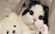 猫咪不爱舔洗前胸脖颈，是局部皮肤感知迟钝吗？