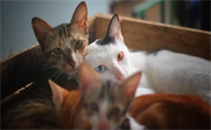 猫咪发热需要怎么处理