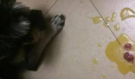 狗狗反复呕吐需要禁食吗? 狗狗反复呕吐需要禁食吗?