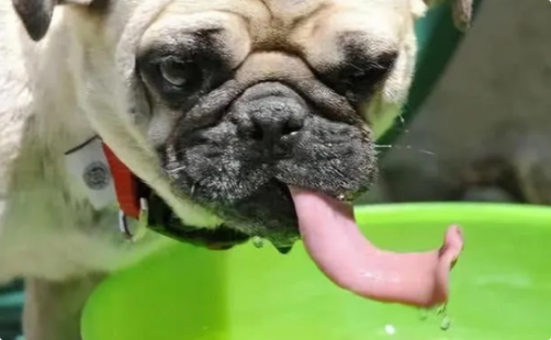 狗狗喝水多且消瘦是什么病? 狗狗喝水多且消瘦是什么病?