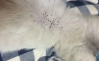 小猫身上有跳蚤怎么去除