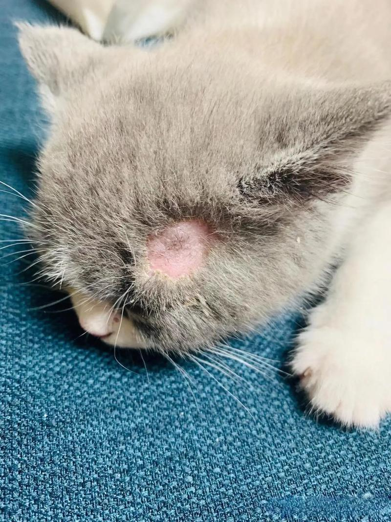 汉维宠仕:宠物皮肤病药品哪家好?养猫三年才悟透! 汉维宠仕:宠物皮肤病药品哪家好?养猫三年才悟透!