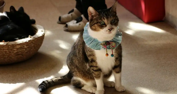猫咪突然呼吸困难该怎么办