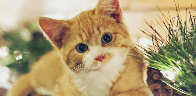 猫咪频繁半夜啃食猫草,是夜间胃酸反流不适吗? 猫咪频繁半夜啃食猫草,是夜间胃酸反流不适吗?