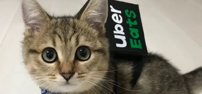 猫咪大便细软不成形，是肠道菌群失衡轻症吗？