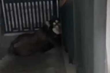 大型犬楼道“散养”游荡!上海居民吓坏:出门要让家人探路,确认安全才敢迈步