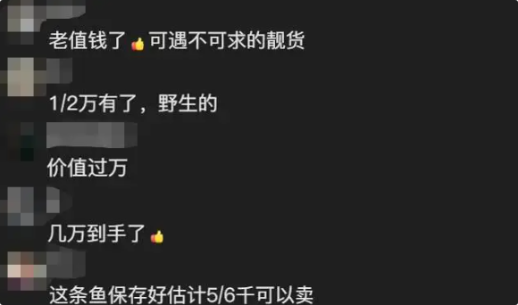 女子钓获米级黄金马友鱼？体表能反光似镀金！