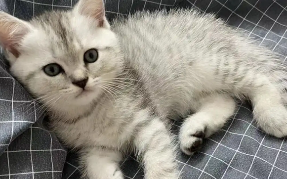 猫咪脖子里面摸着像瘤怎么治 猫咪脖子里面摸着像瘤怎么治