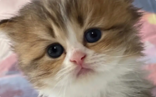 猫咪抽搐流口水是什么情况? 猫咪抽搐流口水是什么情况?
