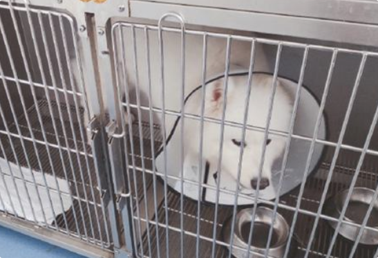 狗狗牙龈发白是什么病？