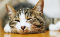猫咪不爱高处俯视只贴地行走,是轻度脊柱压迫不适吗?