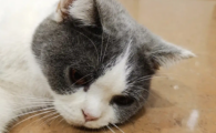 猫咪便血是肠炎还是寄生虫?