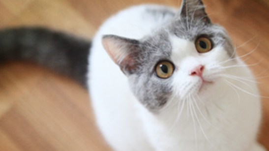猫咪惧怕狭小避光角落，是幽闭环境焦虑吗？
