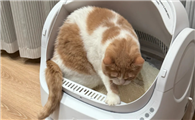 猫咪频繁尿不出是闭尿吗?