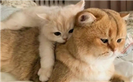猫咪总是晚上不睡觉、半夜跑酷是什么原因?