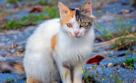 猫咪反复呕吐需要立刻就医吗?
